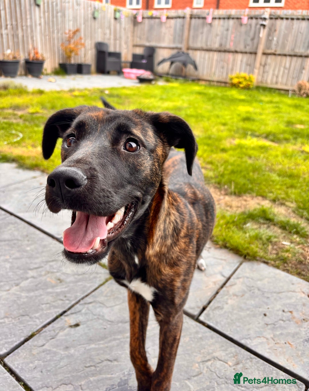 Mixed Breed dogs for sale: Staffxlab for sale  - Image 3