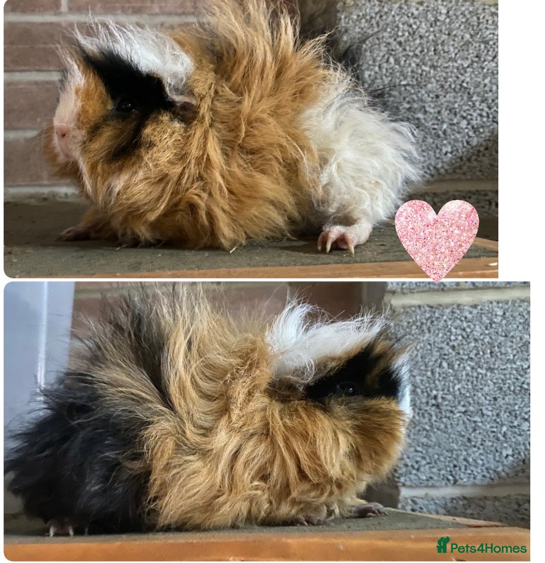Guinea Pig rodents Pedigree Lunkarya Guinea pigs  - Advert 1