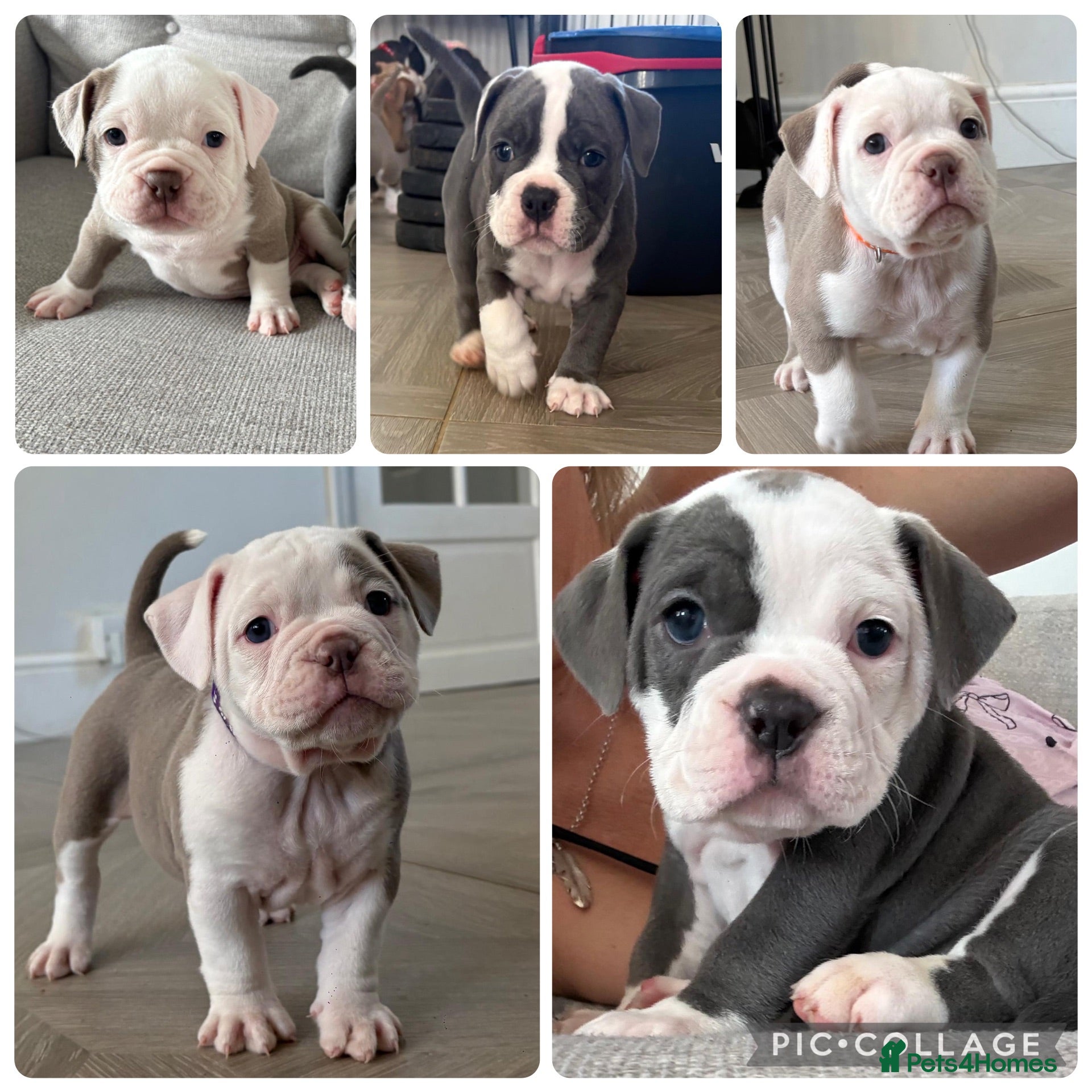 Old Tyme Bulldog dogs EXQUISITE Old tyme English bulldog puppies  - Advert 17