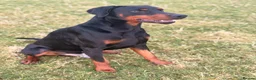 Dobermann dogs for stud: Dobermann Stud KC  - Advert 2