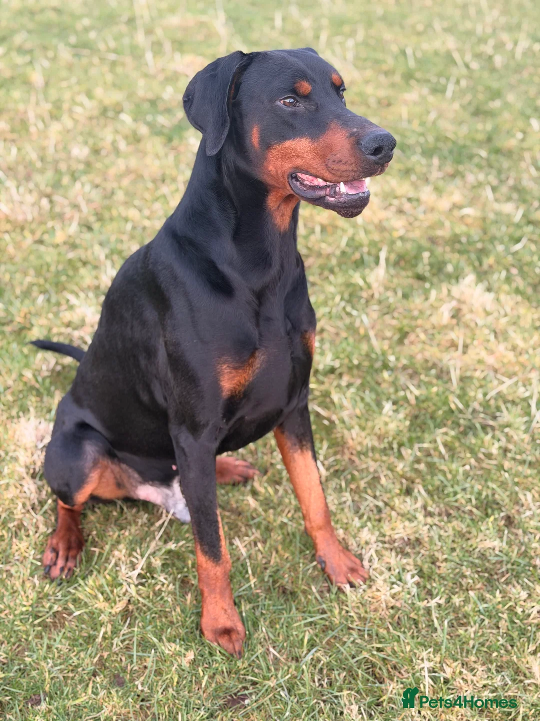 Dobermann dogs for stud: Dobermann Stud KC  - Advert 2