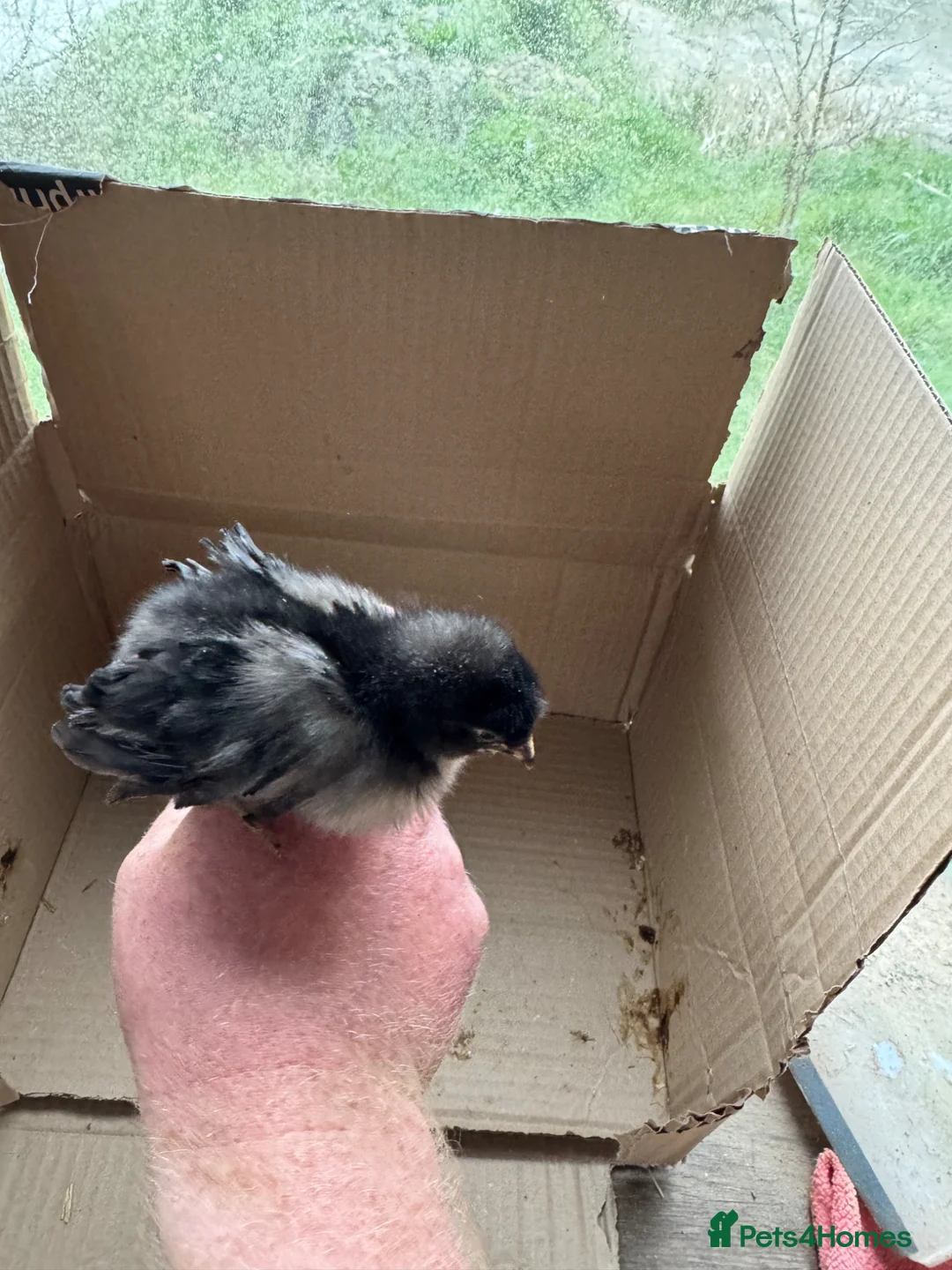 Chickens poultry for sale: 2 week old frizzle chicks  - Advert 7