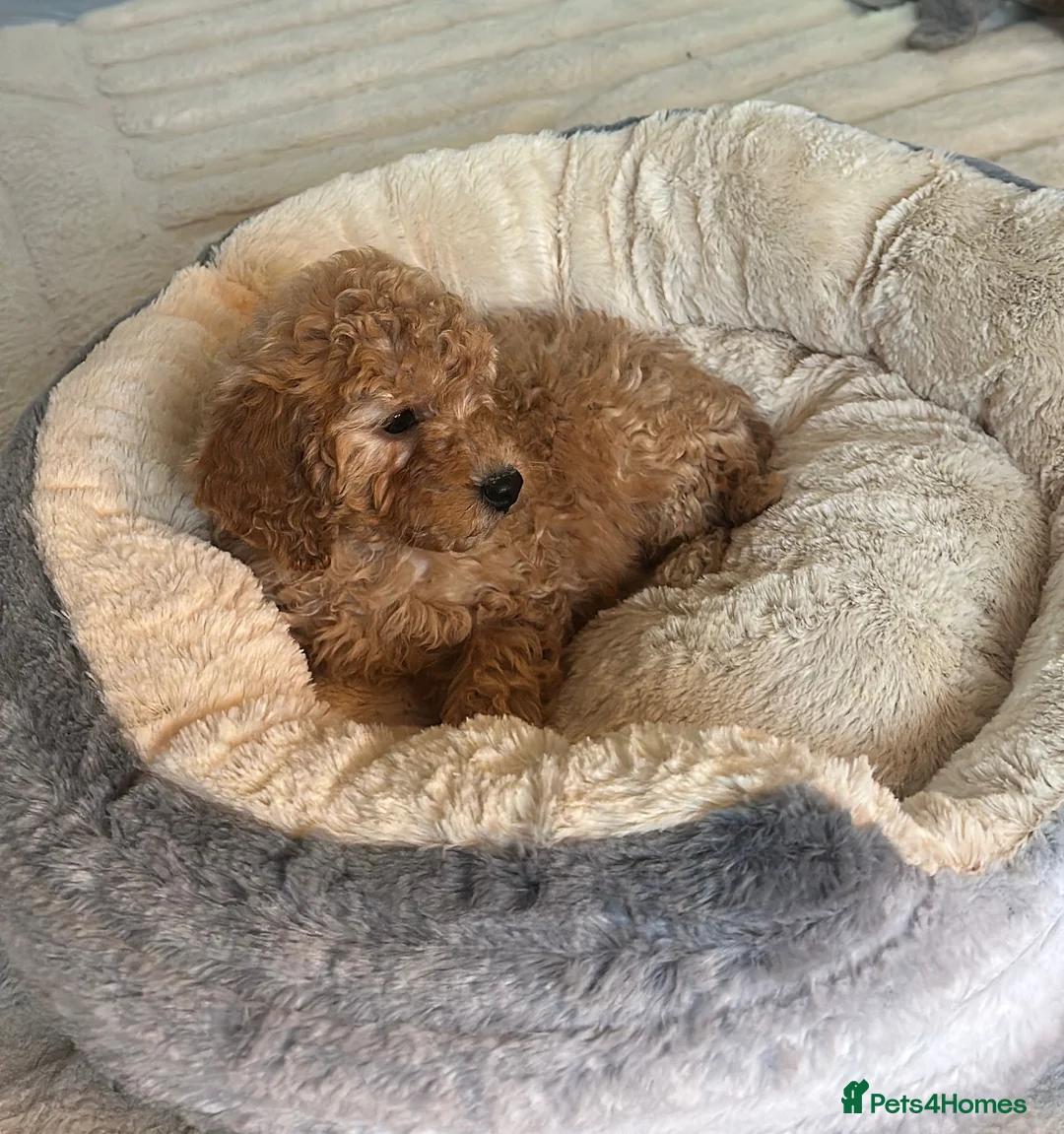 Cavapoo dogs for sale: Cavapoo puppies  - Advert 5