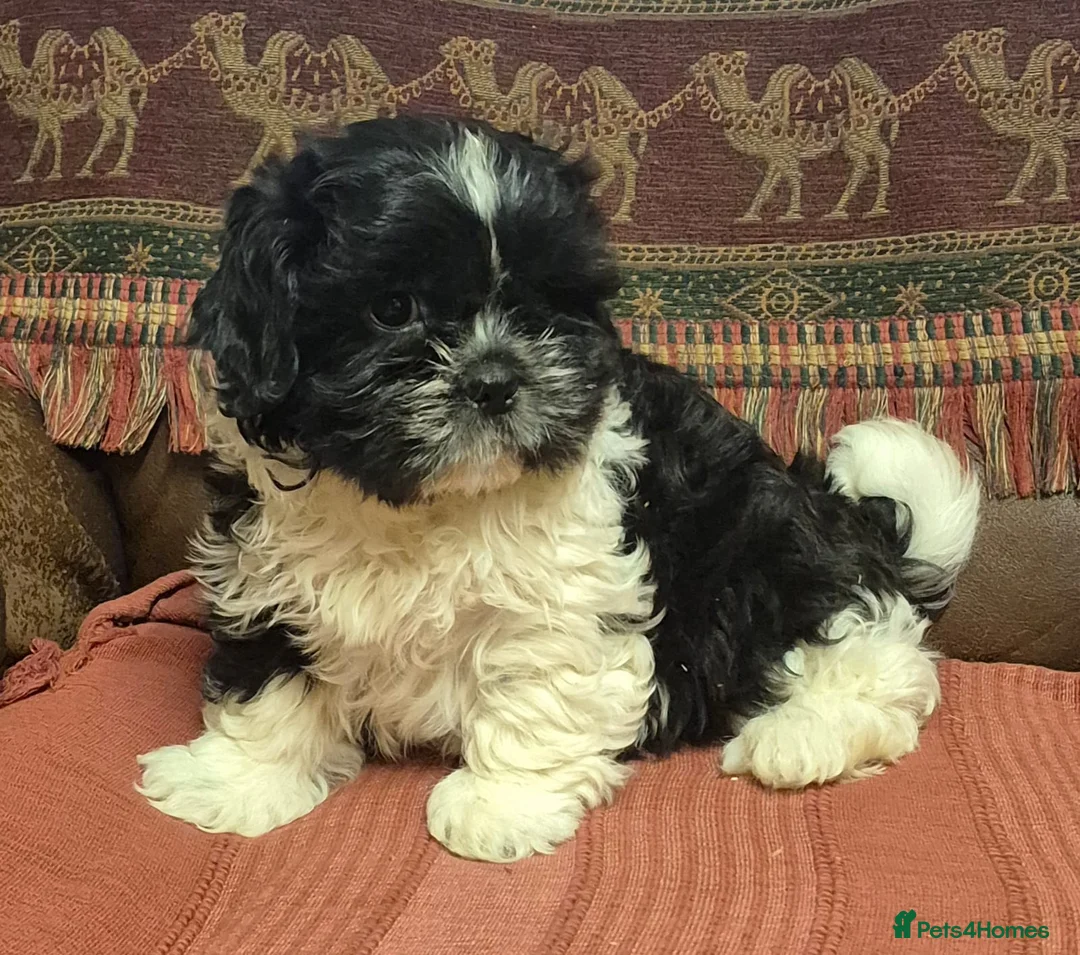 Shih Tzu dogs for sale: Shih Tzu Pups for sale in Dungannon - Advert 1
