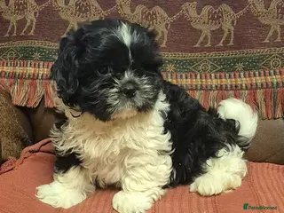 Shih Tzu dogs Shih Tzu Pups for sale in Dungannon - Advert 3