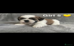 Shih Tzu dogs for sale: 🐶Shih tzu puppies for sale 🐶 - Image 6