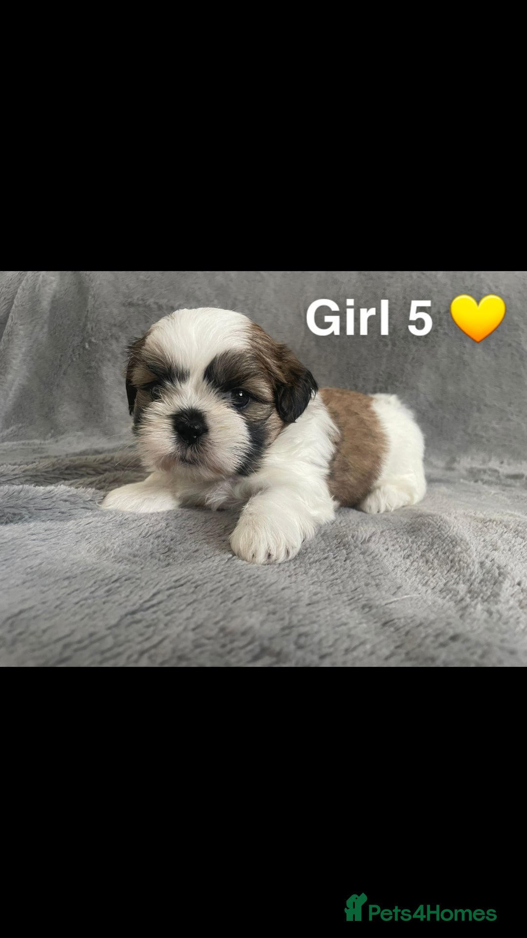 Shih Tzu dogs for sale: 🐶Shih tzu puppies for sale 🐶 - Image 6