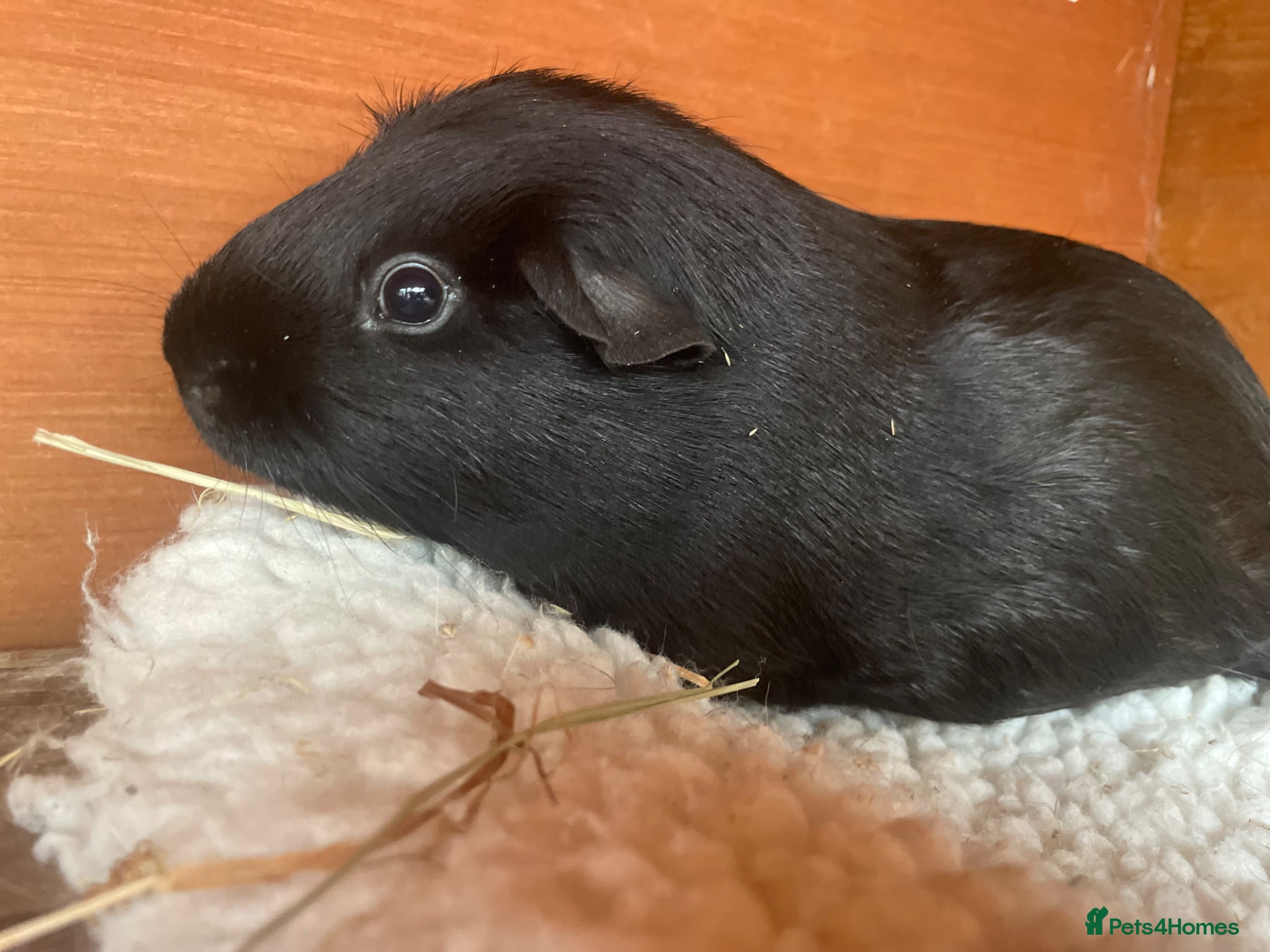 Guinea Pig rodents Pair of Male Guinea Pigs Seeking Forever Home - Advert 2