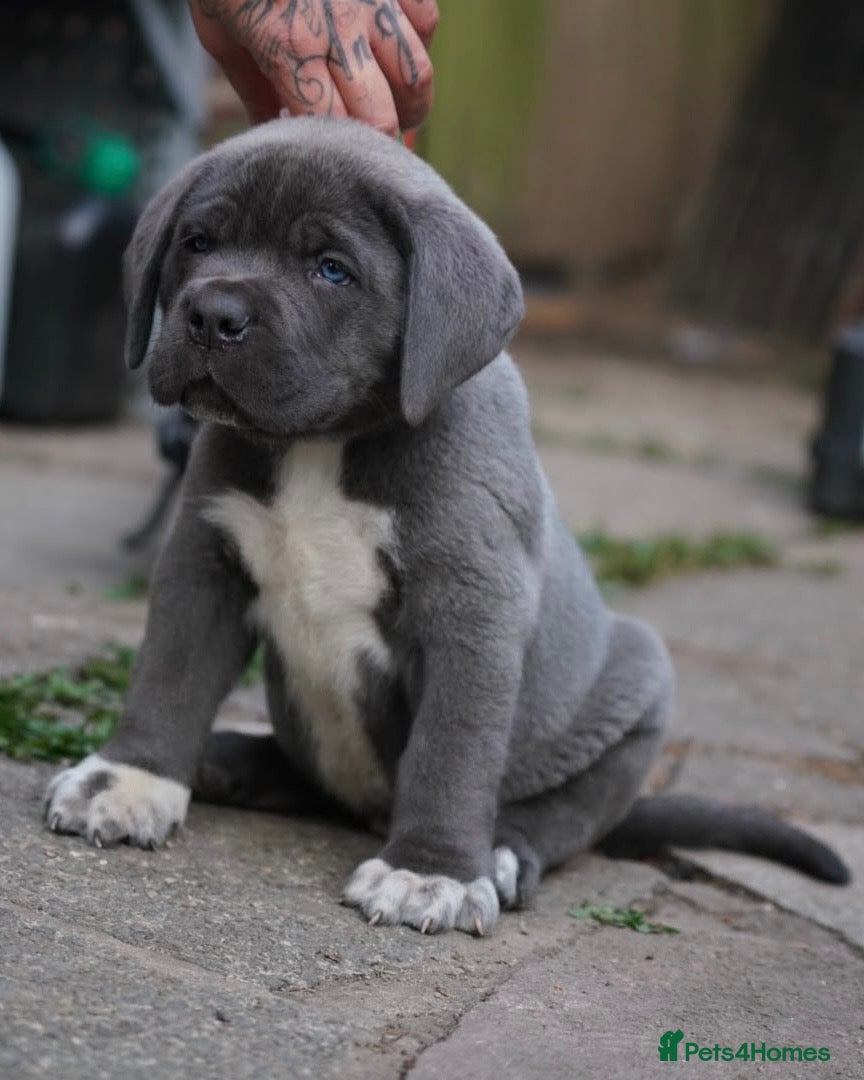 Cane Corso dogs 7 Blue Beautiful Cane Corso puppies 6 weeks old - Advert 9