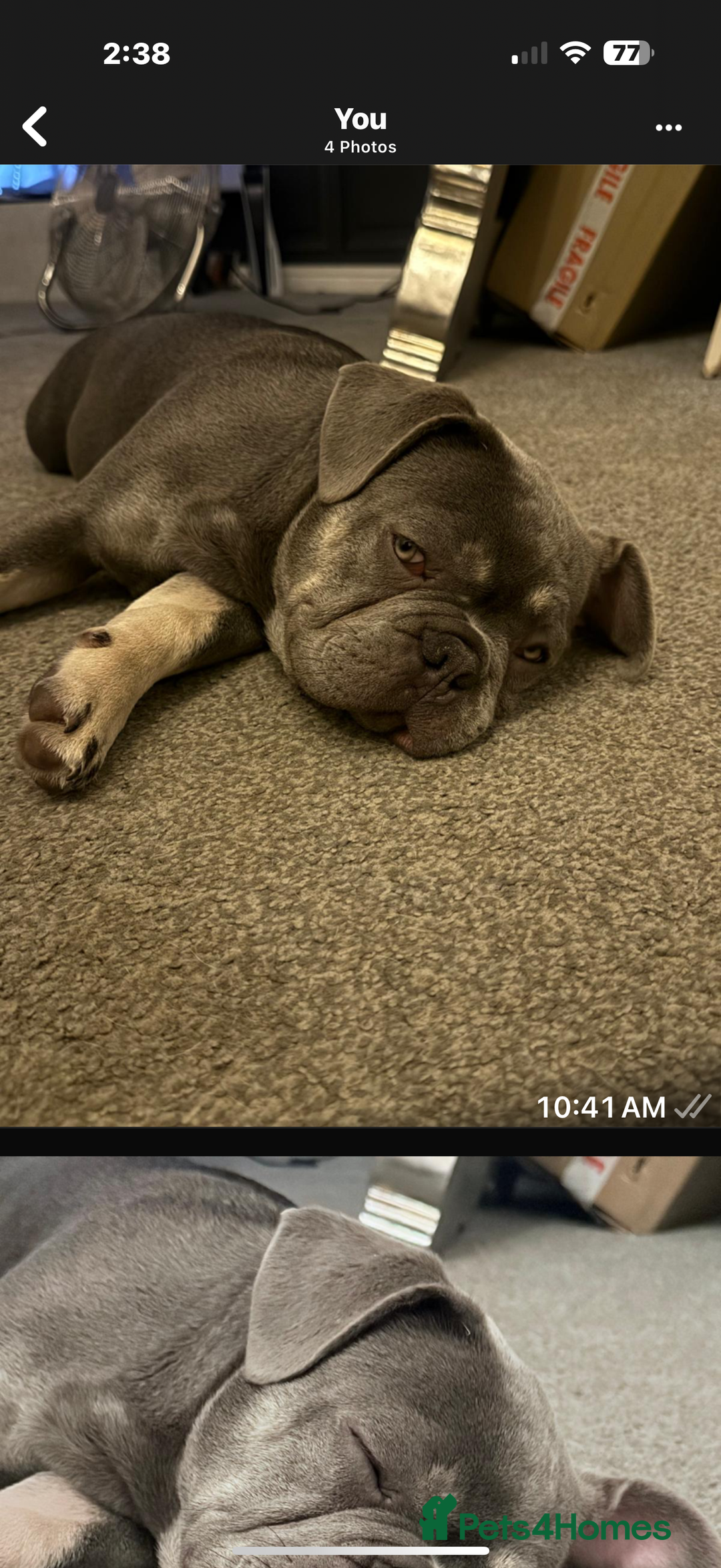 French Bulldog dogs for sale: 7 months old boys  - Image 6