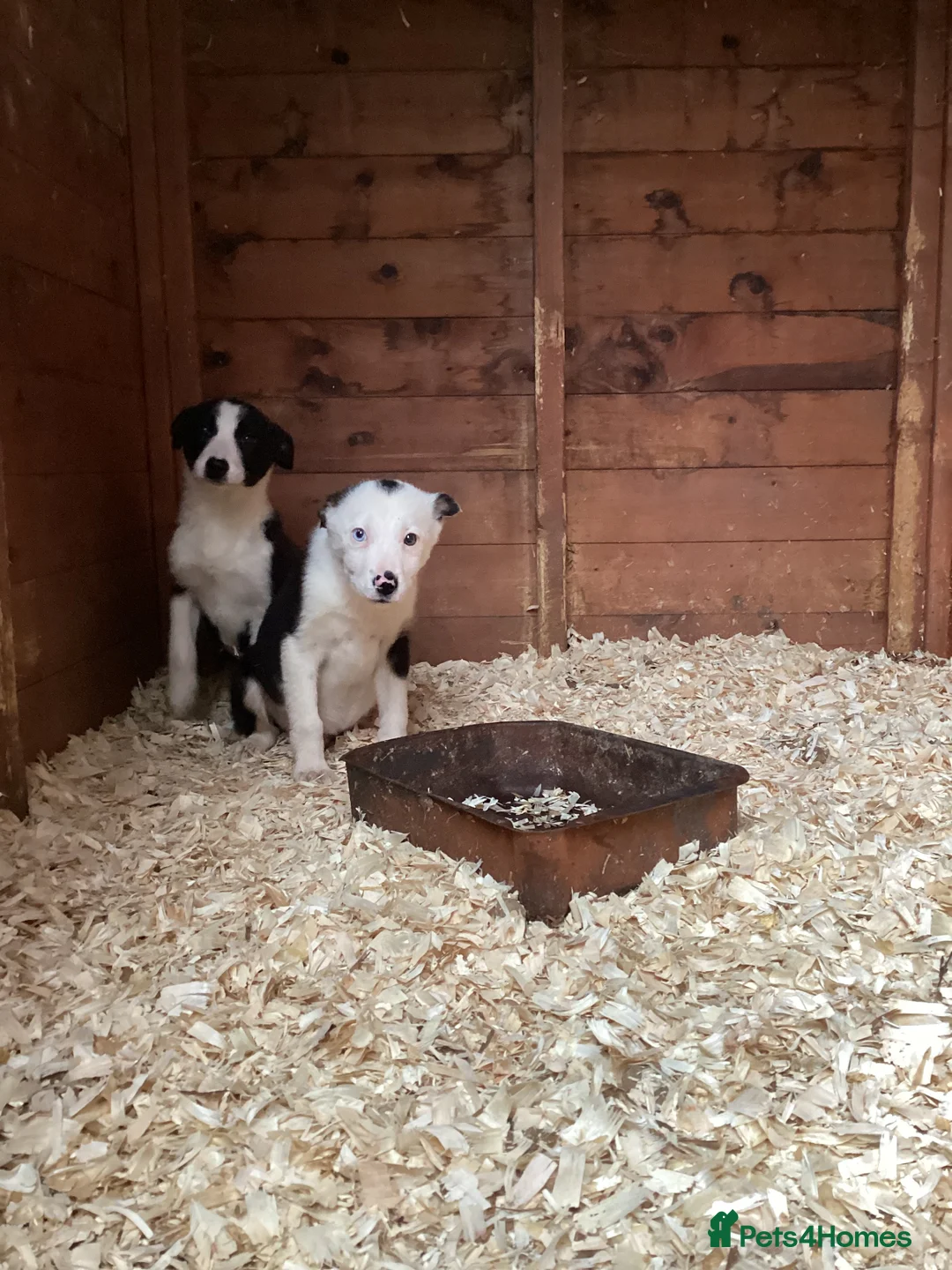 Border Collie dogs for sale: Sheedog puppies in Denbigh - Advert 2