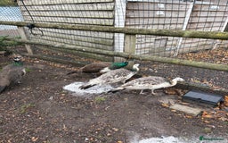 Peafowl poultry for sale: Mixed colours peacock/peahens - Image 1