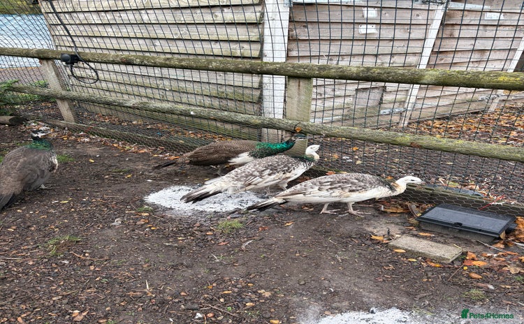 Peafowl poultry - Advert 9