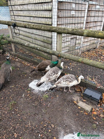 Peafowl poultry - Advert 1