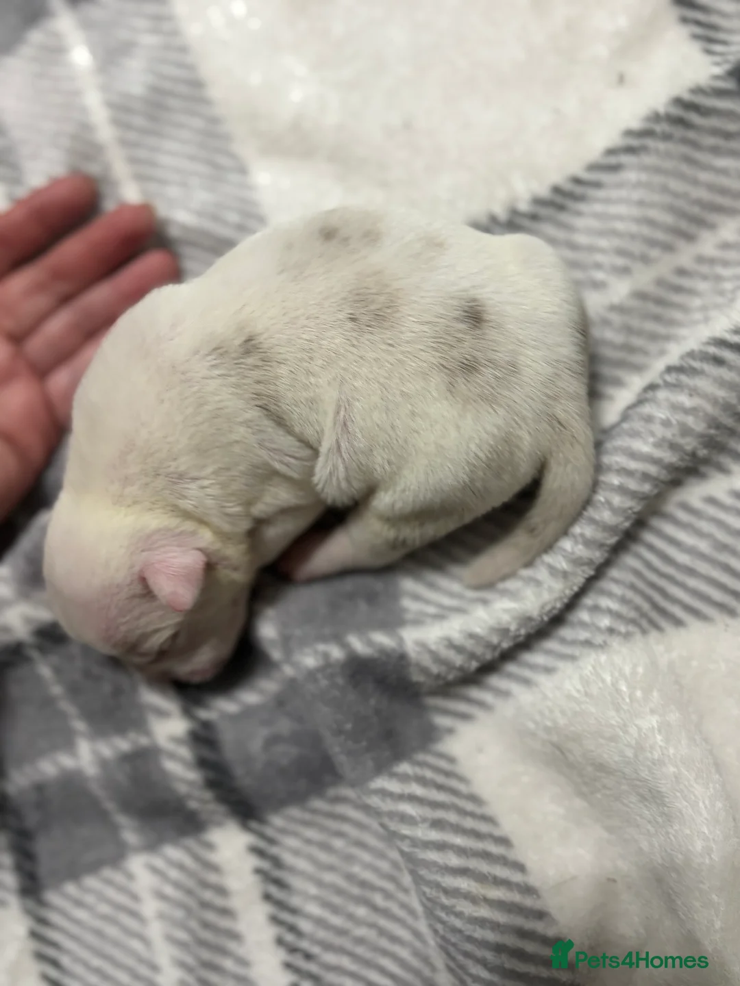 American Bully dogs for sale: Pocket bully’s  in Cradley Heath - Advert 5