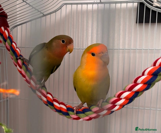Lovebirds birds - Advert 6