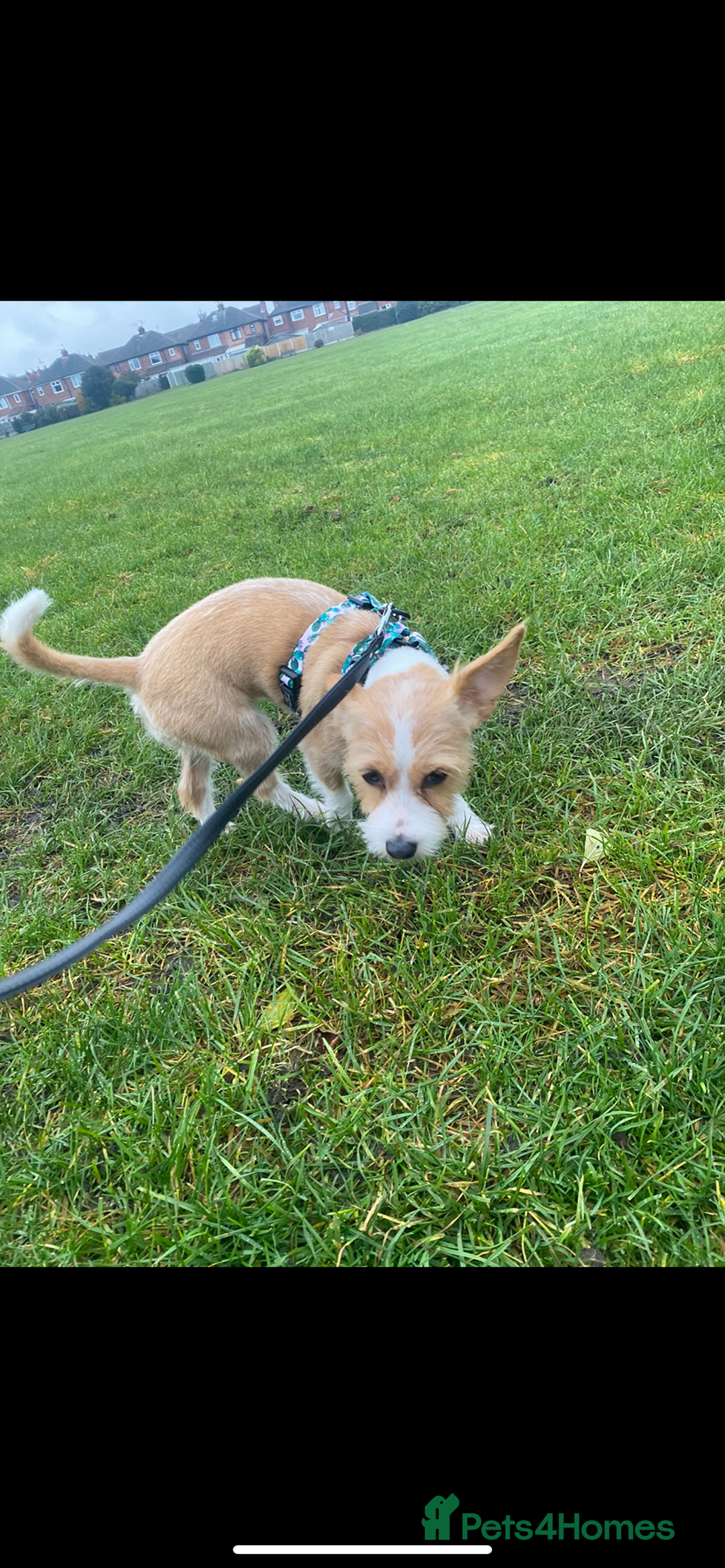 Mixed Breed dogs for sale: Chihuahua princess looking for a home - Advert 2