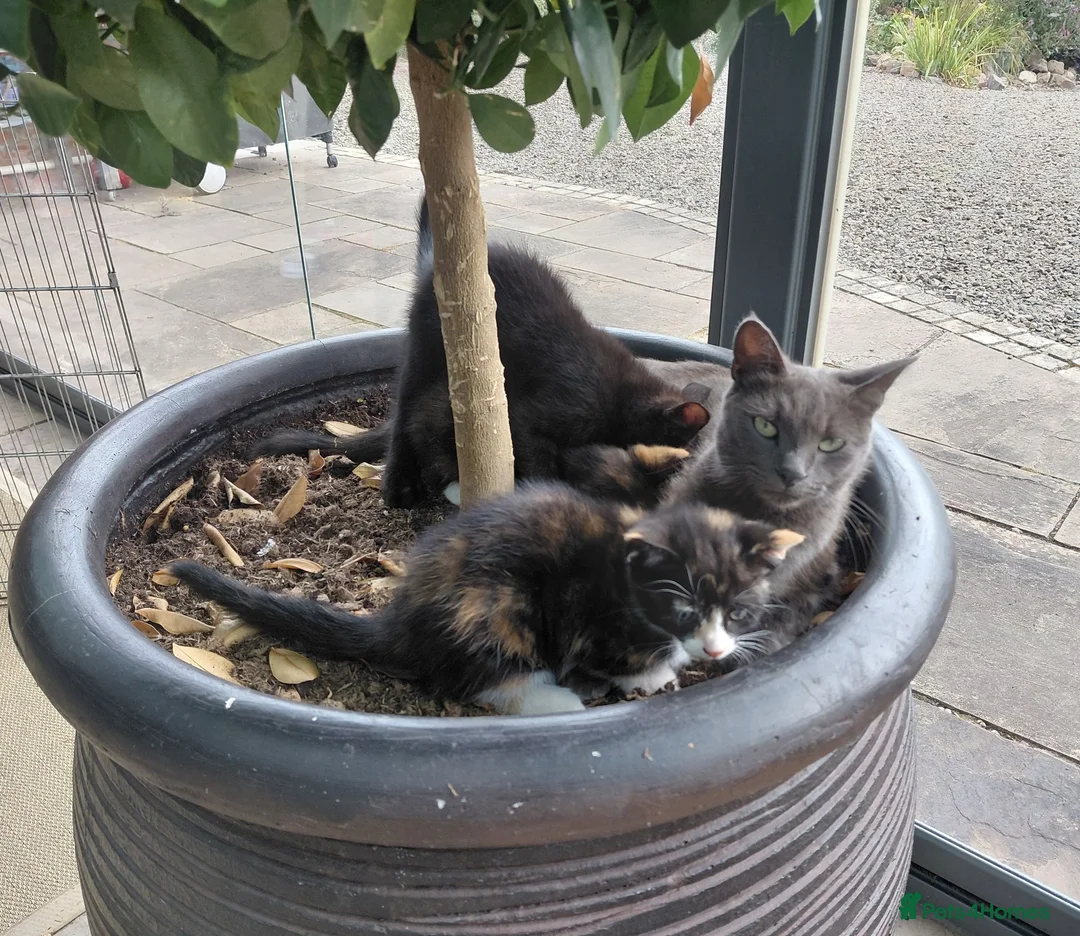 Mixed Breed cats for sale: Gorgeous British Shorthair X Kittens - Advert 12