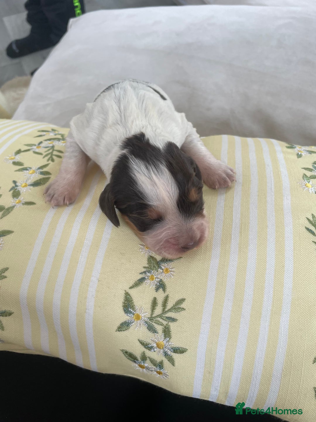 Cocker Spaniel dogs for sale: Healthy puppies - Image 4