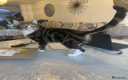 British Shorthair cats for sale: Two Beautiful Loving Male Cats  - Advert 2