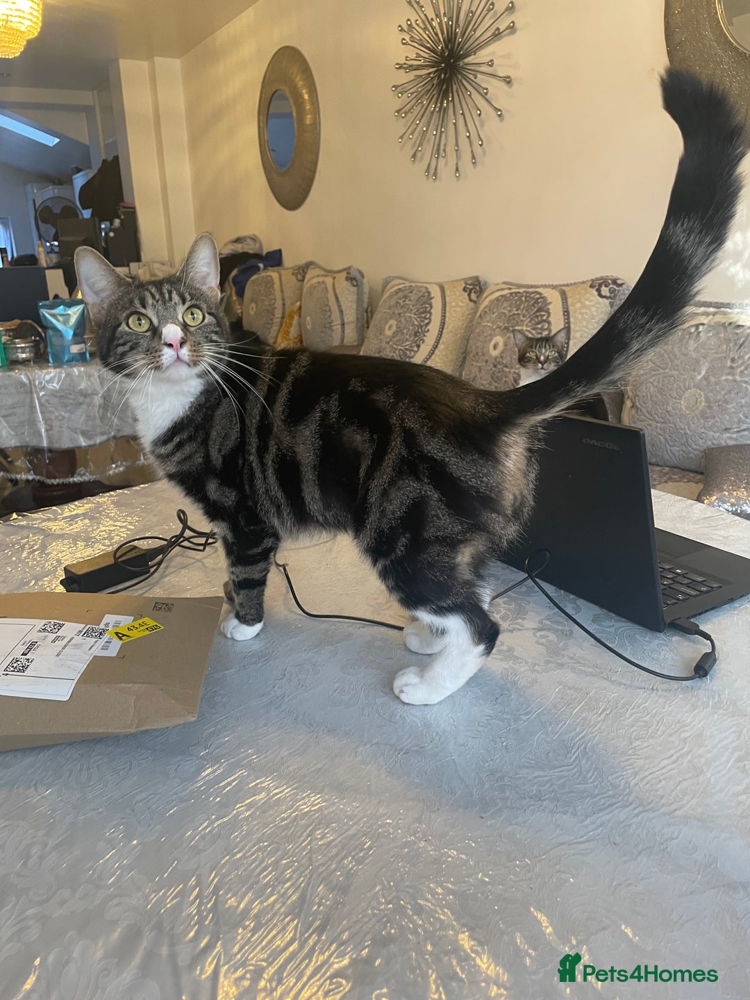 British Shorthair cats for sale: Two Beautiful Loving Male Cats  - Advert 2