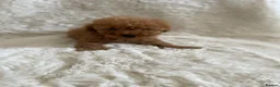 Toy Poodle dogs for sale: Toy poodle only 1 boy available now  - Advert 3