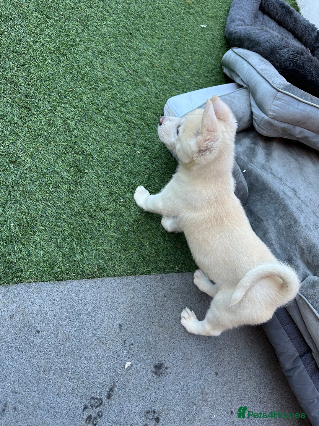 Akita dogs for sale: Beautiful Akita girl puppy for sale  - Image 9