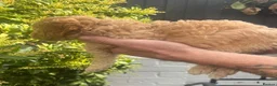 Miniature Poodle dogs for sale: Beautiful Miniature poodles - Advert 13