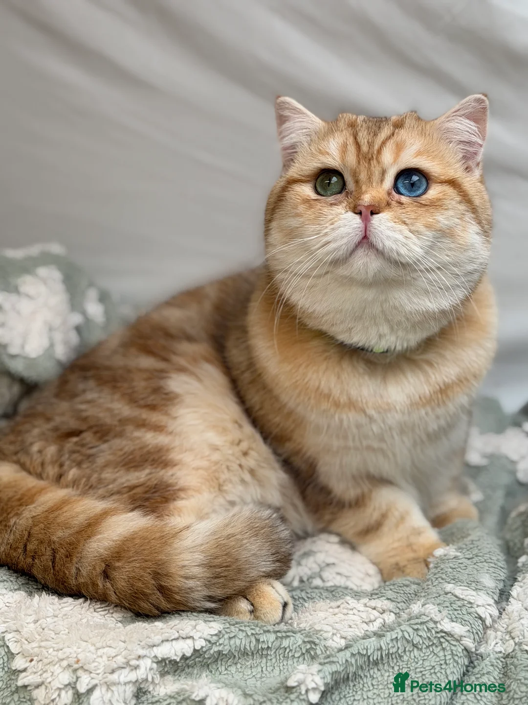 British Shorthair cats for stud: British shorthair Golden lovely stud boy GCCF - Advert 13