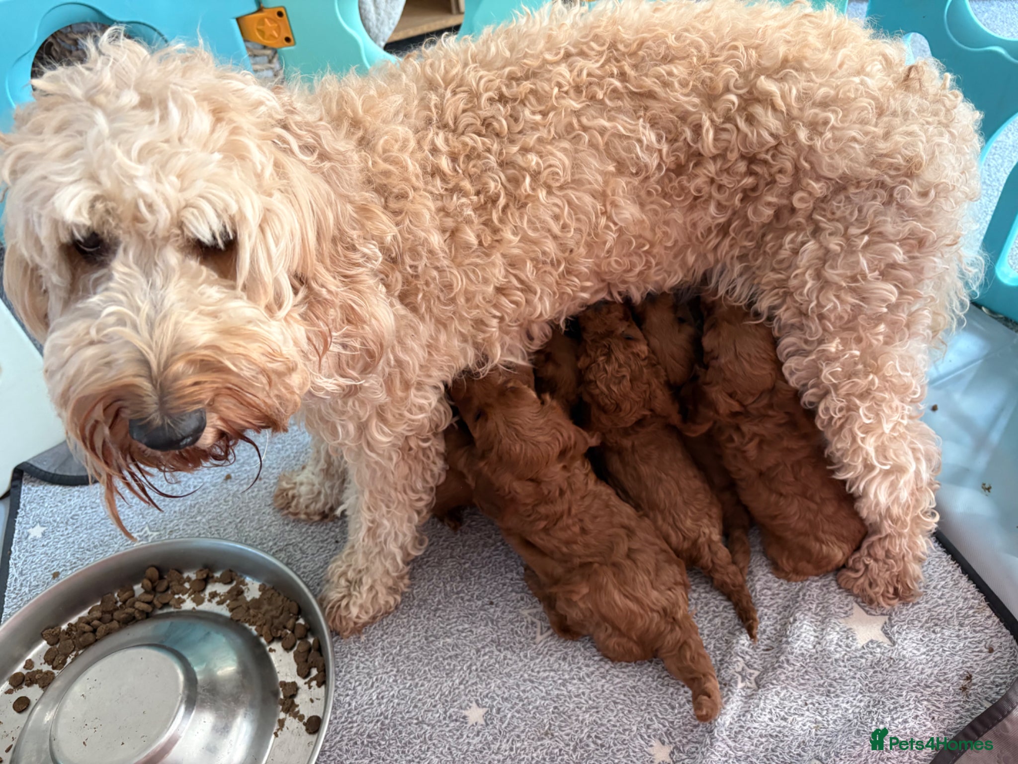 Mini Goldendoodle dogs 🌟Gorgeous Mini Goldendoodles🌟 - Advert 2