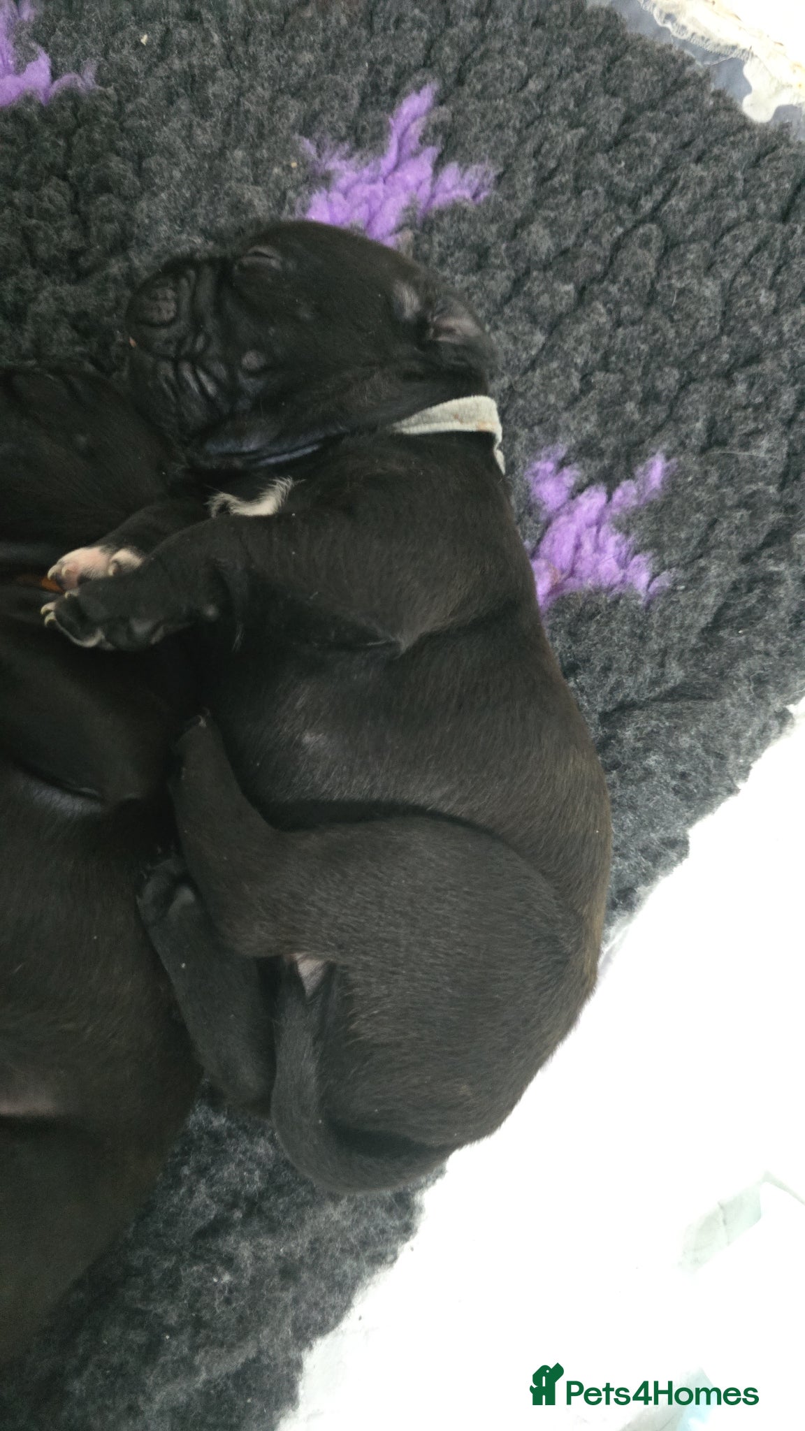 Staffordshire Bull Terrier dogs Kc reg blue & black staffords champion bloodlines  - Advert 2