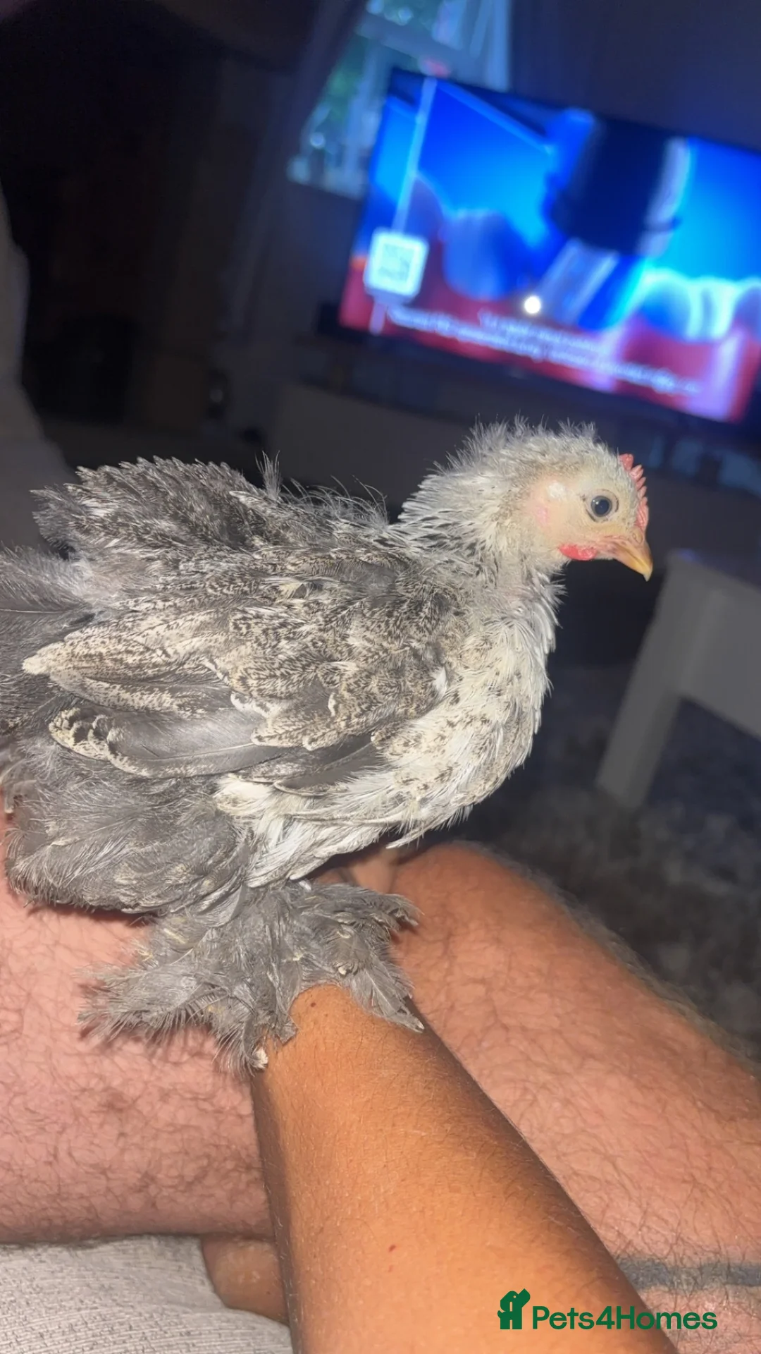 Chickens poultry for sale: Two Beautiful Pekin Chicks in Accrington - Advert 3