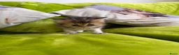 British Longhair cats for sale: British Longhair Kittens in London - Advert 12