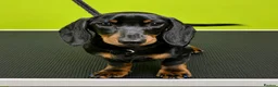 Miniature Dachshund dogs for sale: Exceptional Litter of KC Registered Puppies  - Advert 2
