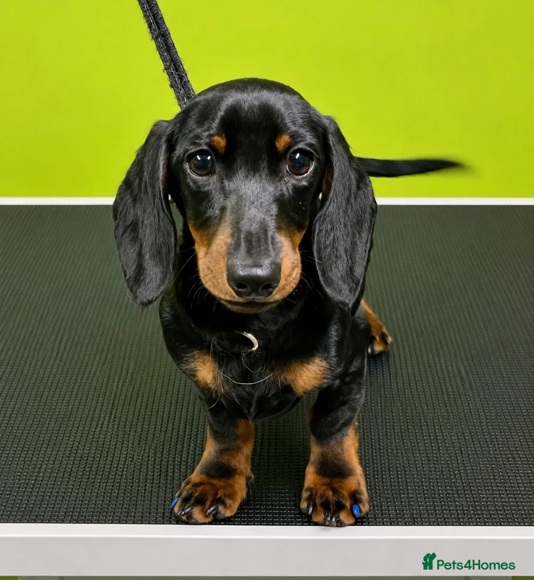 Miniature Dachshund dogs for sale: Exceptional Litter of KC Registered Puppies  - Advert 2