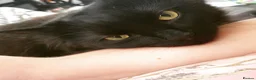 Mixed Breed cats for sale: Beautiful Male Neutered Black House Cat - Advert 6