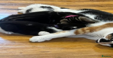 Mixed Breed cats 1 beautiful kitten left  - Advert 2