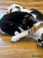 Mixed Breed cats 1 beautiful kitten left - Advert 2