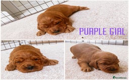 Cockapoo dogs for sale: Fox red Cockapoo pups  - Image 8