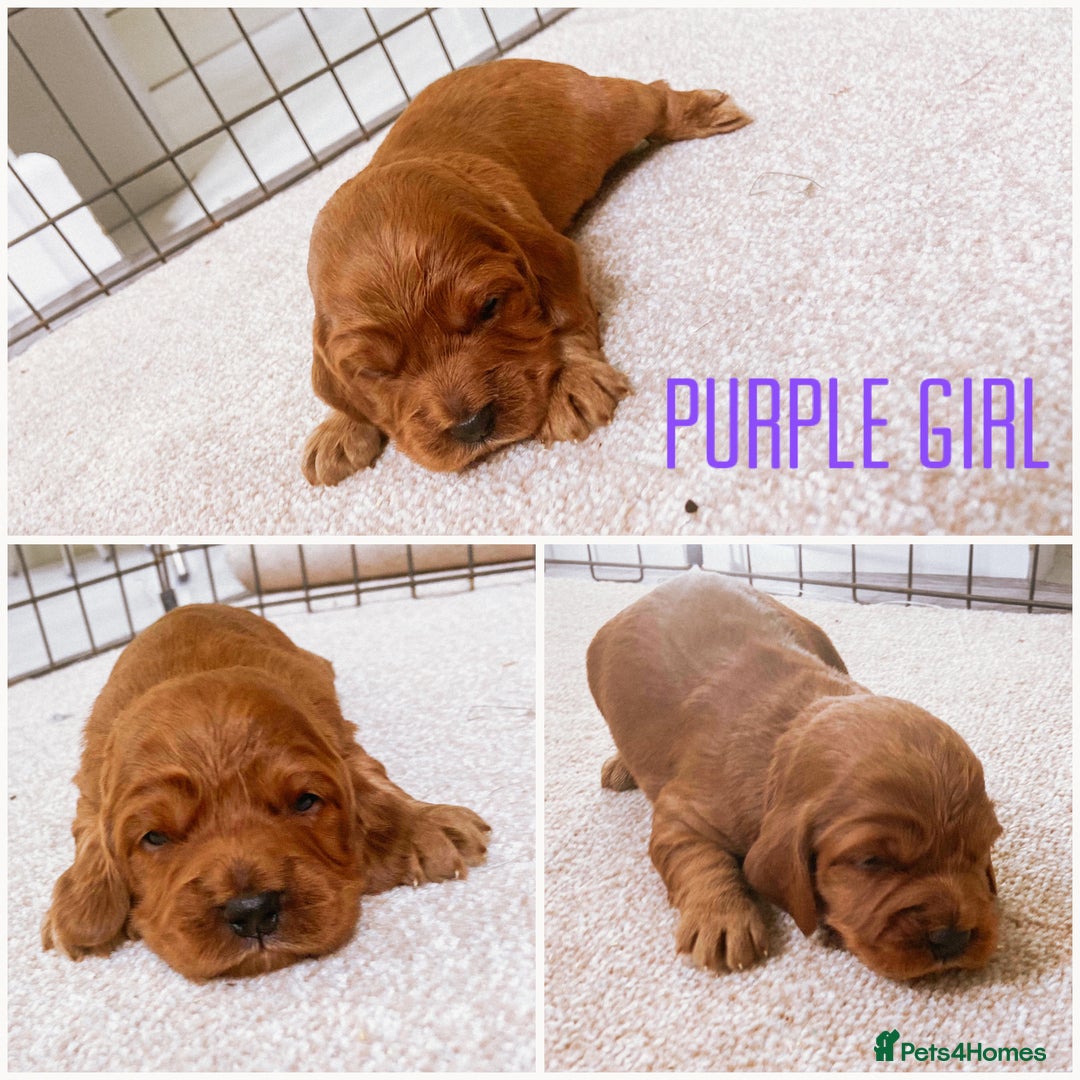 Cockapoo dogs for sale: Fox red Cockapoo pups  - Image 8