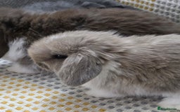 Mini Lop rabbits for sale: Minilops - Image 12