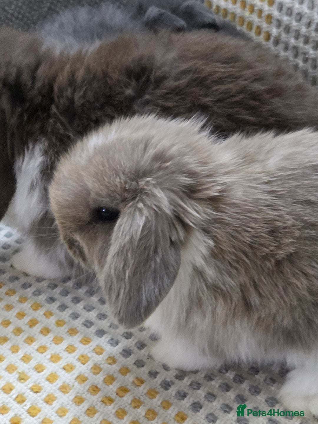 Mini Lop rabbits for sale: Minilops - Image 12