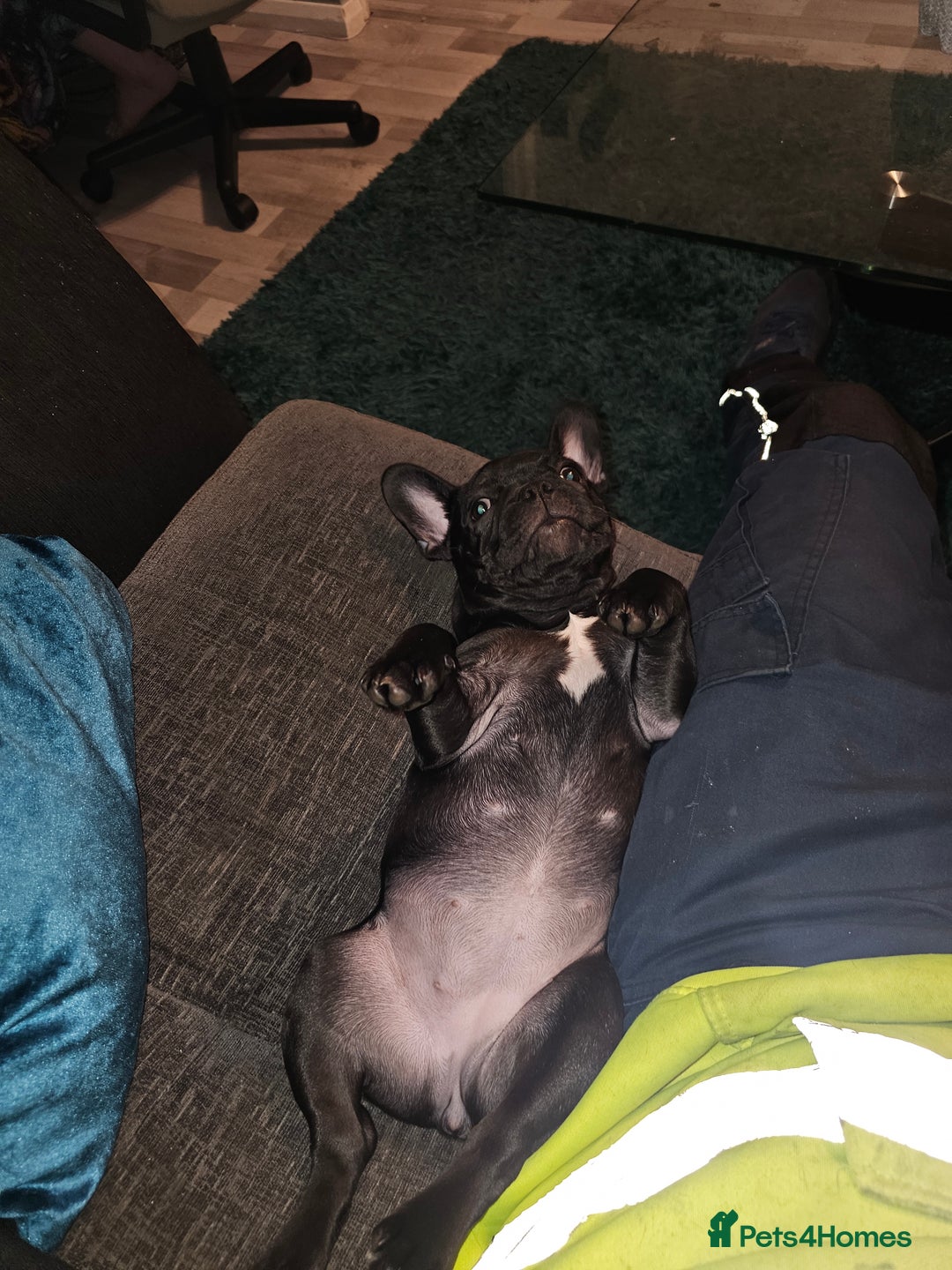 French Bulldog dogs for sale: 4 month old female French bulldog brindle - Image 2