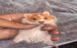 Hamster rodents for sale: Stunning long and short haired hamsters - Image 6