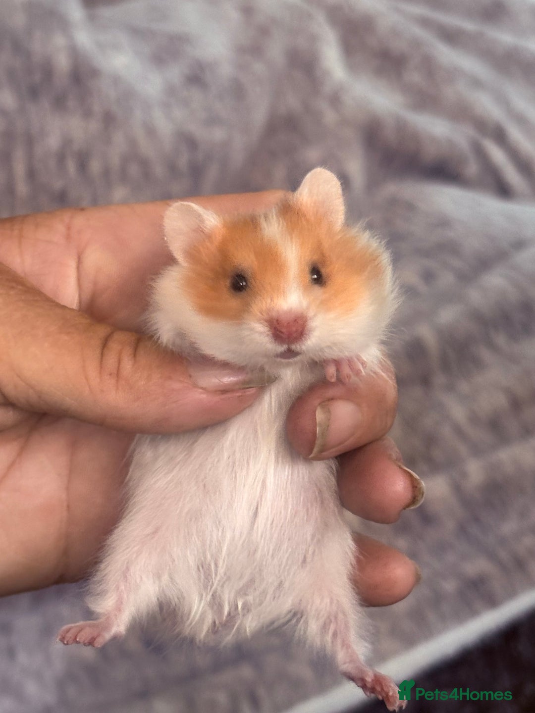 Hamster rodents for sale: Stunning long and short haired hamsters - Image 6