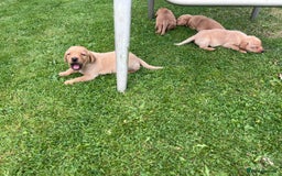 Labrador Retriever dogs for sale: Dark Red and Yellow KC reg DNA Clear Lab Puppies - Image 6