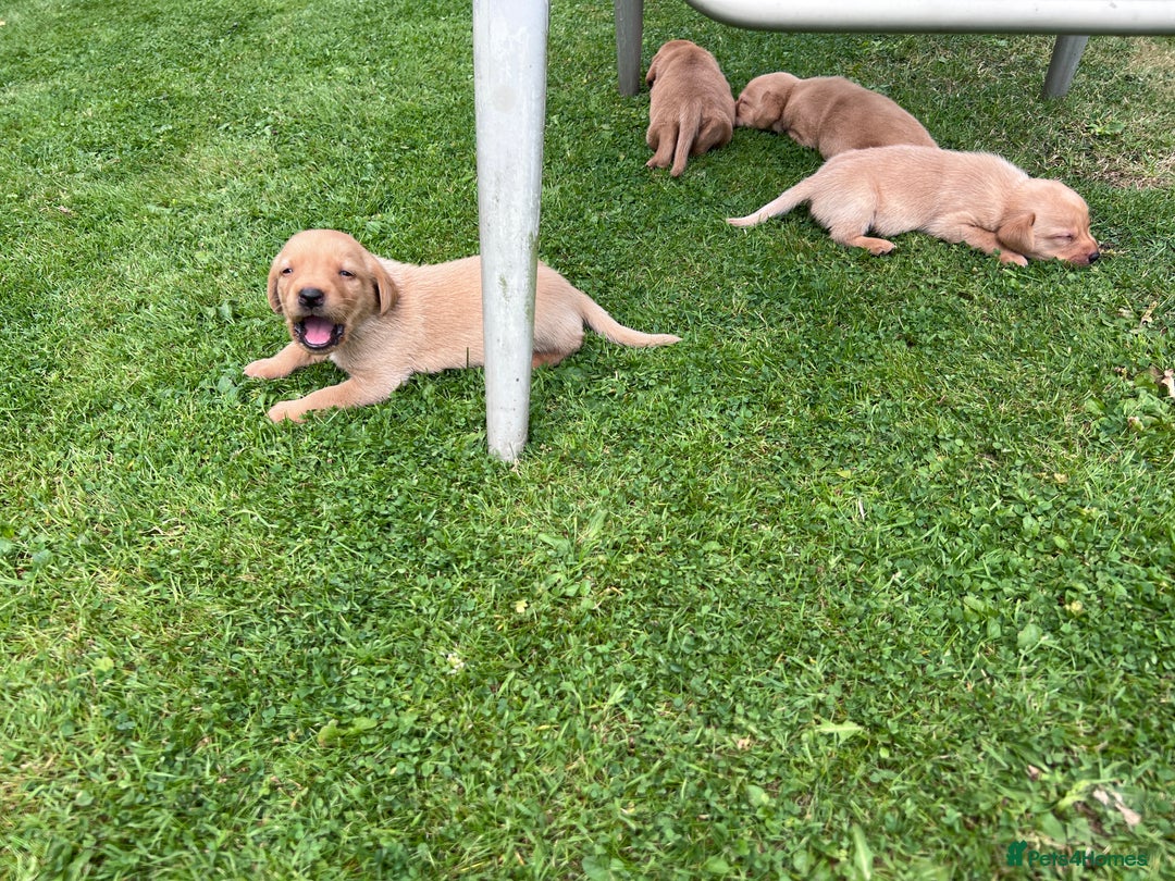 Labrador Retriever dogs for sale: Dark Red and Yellow KC reg DNA Clear Lab Puppies - Image 6