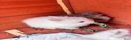 Mixed Breed rabbits for sale: Double Manned Lionhead Dwarf Rabbits  - Advert 5