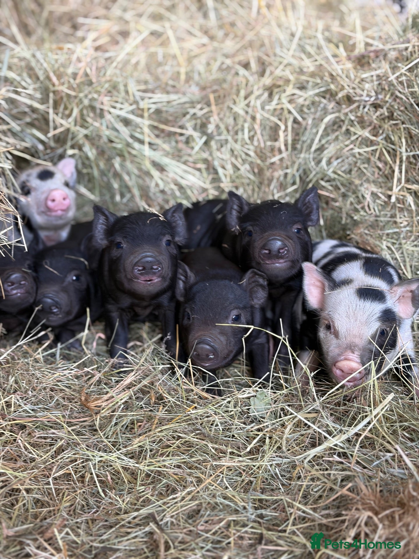 Pig livestock Micro pigs  - Advert 3