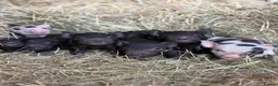 Pig livestock for sale: Micro pigs  - Advert 1